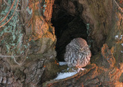 little owl